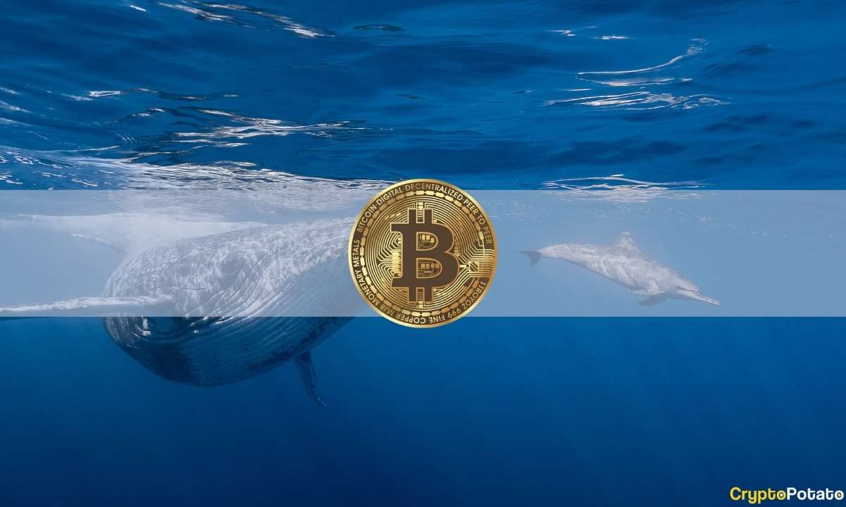 Dormant Bitcoin Whale Wakes up After 11 Years to Transfer $31M in BTC