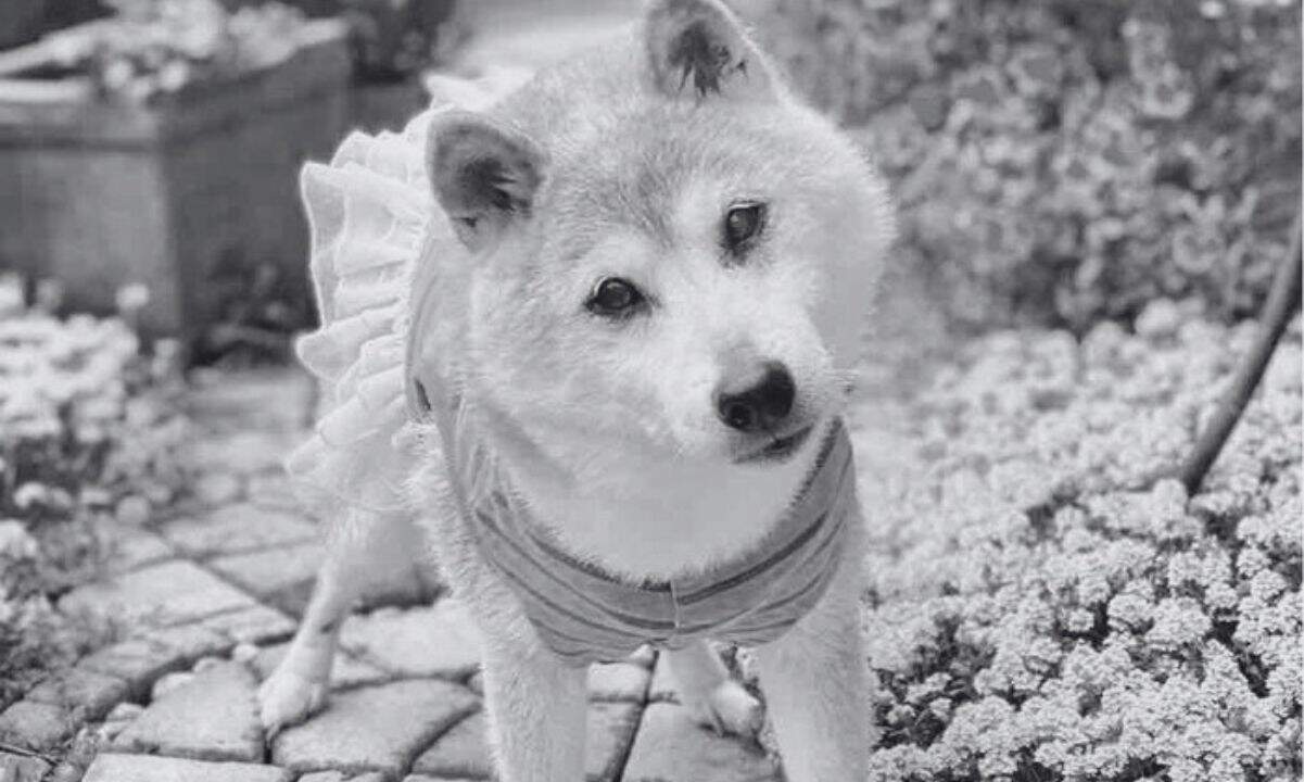 Kabosu, the Shiba Inu Behind the Iconic Meme, Dies at 18